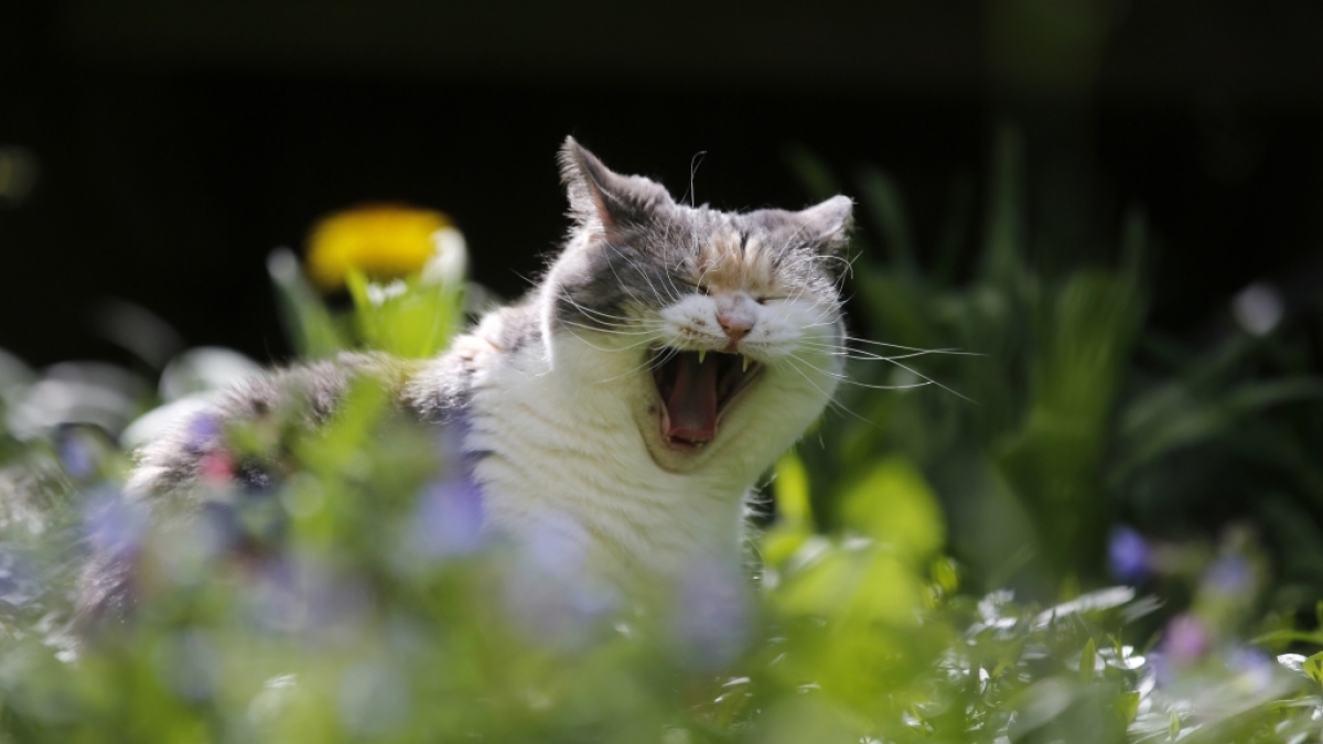 Mit welchem Katzen-Trockenfutter werden Stubentiger am besten versorgt? (Foto)