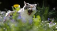 Mit welchem Katzen-Trockenfutter werden Stubentiger am besten versorgt?