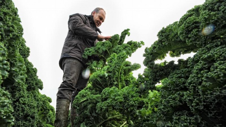 Garten Vitamine Fur Kalte Tage Wintergemuse Anbauen News De