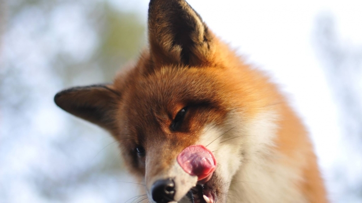 Sniffer, der Fuchs aus dem norwegischen Wald, hat mit Schäferhund Tinni Freundschaft geschlossen.