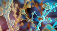 Candida auris breitet sich weltweit aus.