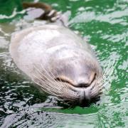 Seehunde in Wilhelmshaven werden jetzt per Drohne gefüttert.
