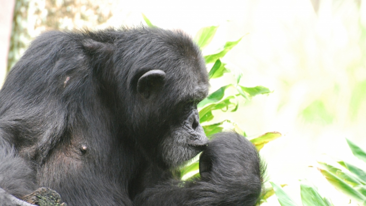 Eine Belgierin bekam wegen einer Aff&auml;re mit einem Schimpansen Hausverbot im Zoo. (Foto)