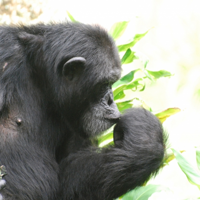Tierisch verliebt! Frau bekommt nach Affäre mit Schimpanse Zoo-Verbot