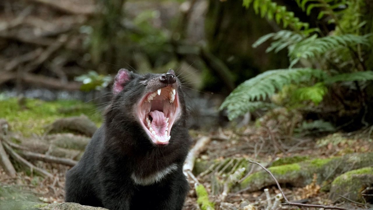 Tasmaniens wundersame Tierwelt bei Arte (Foto)