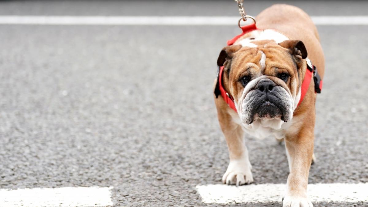 Lewis Hamiltons Bulldogge Roscoe ist 13 Jahre alt geworden. (Foto)