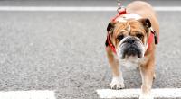 Lewis Hamiltons Bulldogge Roscoe ist 13 Jahre alt geworden.