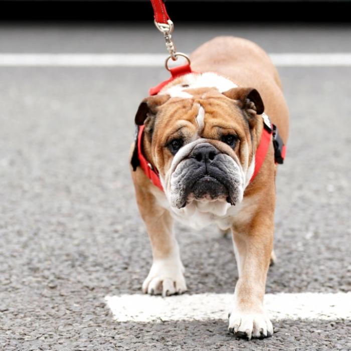 Formel-1-Legende trauert um tierischen Begleiter Roscoe