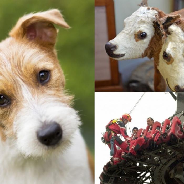 Baby missbraucht, Hund lebendig begraben, tödlicher Strandbesuch