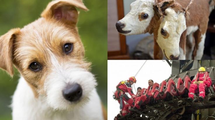 Ein Hund als Opfer von Tierquälern, Rinder mit zwei Köpfen und tödliche Tragödien im Freizeitpark - die Schocker-News der Woche machten betroffen.