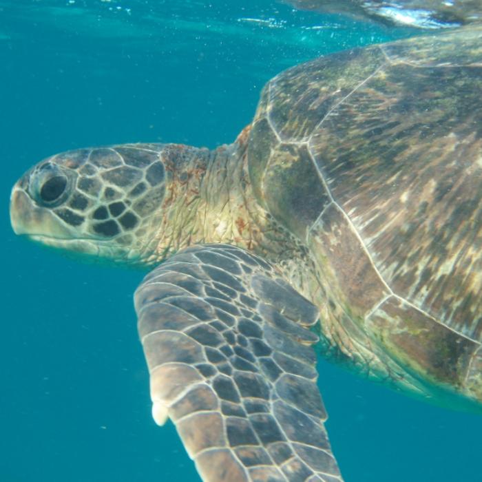 Hurrikan verschluckt Insel: Wo ist East Island geblieben?