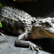 In den USA hat ein Alligator ein Polizeiauto angegriffen (Symbolbild).