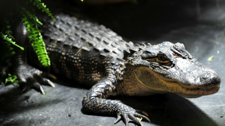 In den USA hat ein Alligator ein Polizeiauto angegriffen (Symbolbild).