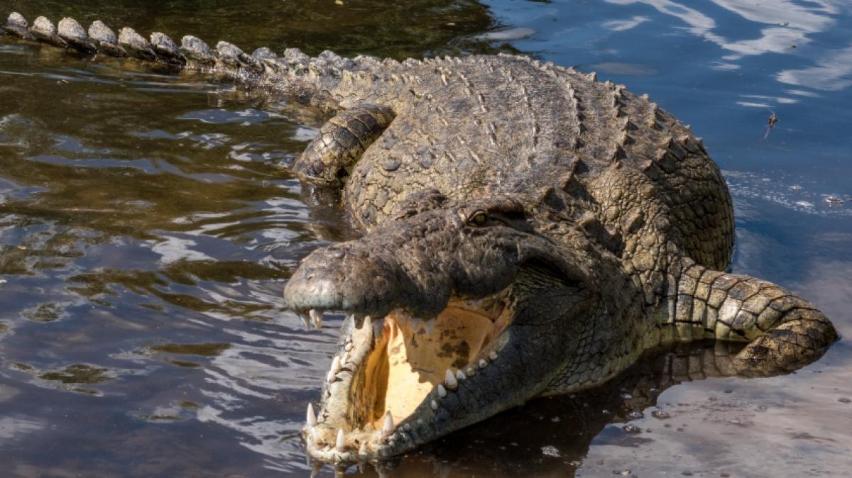 Eine Teenagerin entkam einem t&ouml;dlichen Kroko-Angriff. (Foto)