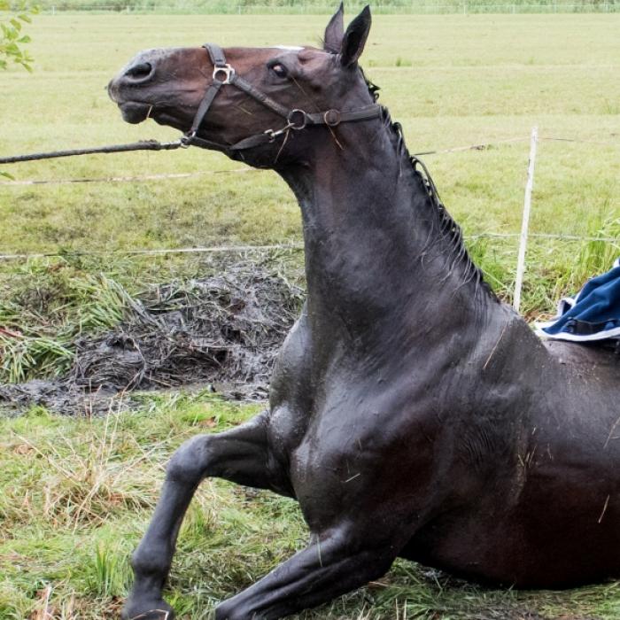 Pony nach sexuellem Missbrauch brutal getötet
