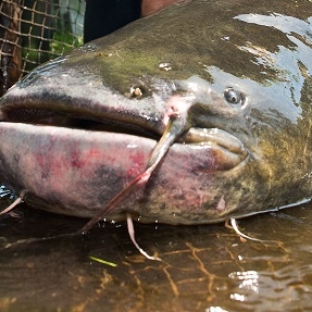 Ekelfund! Skelett-Hand in Monster-Fisch entdeckt