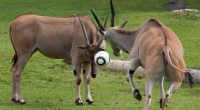 In einem schwedischen Tierpark ist ein Mitarbeiter von einer Antilope aufgespießt und getötet worden (Symbolfoto).