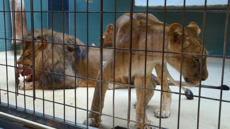 Die Löwen Aru und Aketi sind Geschwister. Sie bekamen im Berliner Zoo neun Kinder - alle tot.