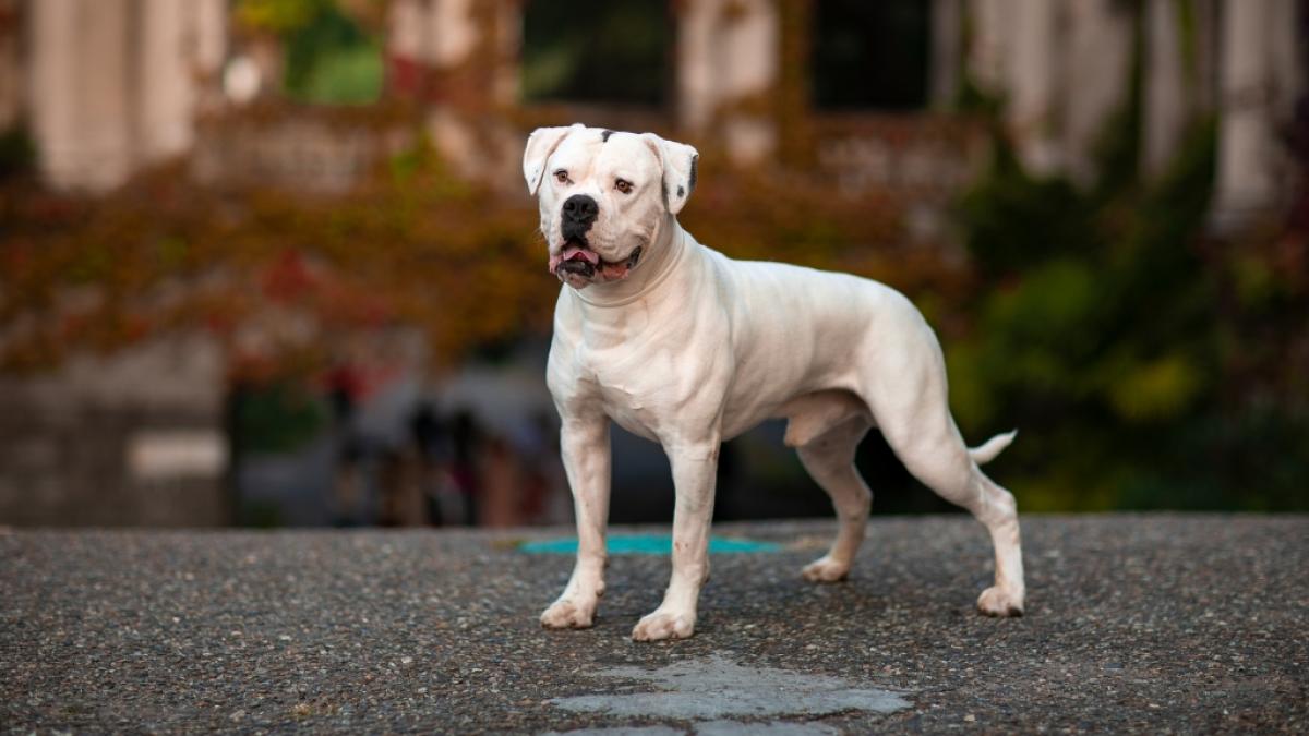 Eine Amerikanische Bulldogge hat in England seinen Besitzer gebissen. Daraufhin musste ein Spielplatz evakuiert werden. (Symbolfoto) (Foto)