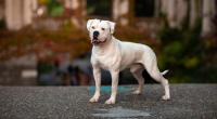 Eine Amerikanische Bulldogge hat in England seinen Besitzer gebissen. Daraufhin musste ein Spielplatz evakuiert werden. (Symbolfoto)