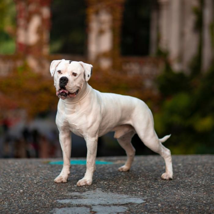 Spielplatz evakuiert! Bulldogge beißt Besitzer und dreht durch