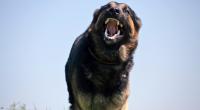 Ein großer Hund zerfleischte in Wales den 10-jährigen Jack L. (Symbolfoto)