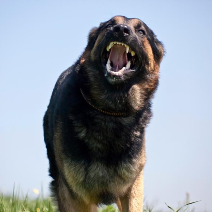 Junge (10) von Hund zerfleischt