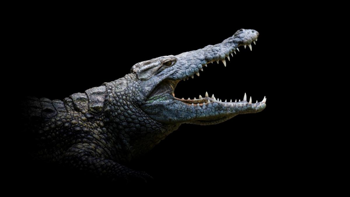 Ein Krokodil hat in Costa Rica einen Jungen (8) get&ouml;tet. (Symbolfoto) (Foto)