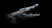 Ein Krokodil hat in Costa Rica einen Jungen (8) getötet. (Symbolfoto)