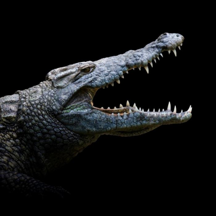 Leiche in Fluss geschleift! Junge (8) von Killer-Alligator geköpft