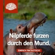 Auf über 200 Seiten finden sich in «Nilpferde furzen aus dem Mund» allerlei interessante Daten und Fakten.