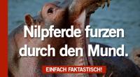 Auf über 200 Seiten finden sich in «Nilpferde furzen aus dem Mund» allerlei interessante Daten und Fakten.