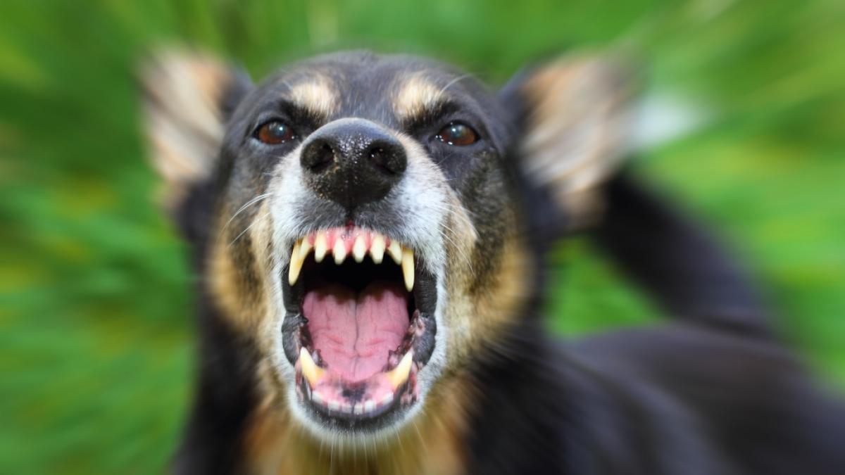 In England wurde ein Mann von einem deutschen Sch&auml;ferhund angefallen und verstarb wenig sp&auml;ter (Symbolbild). (Foto)
