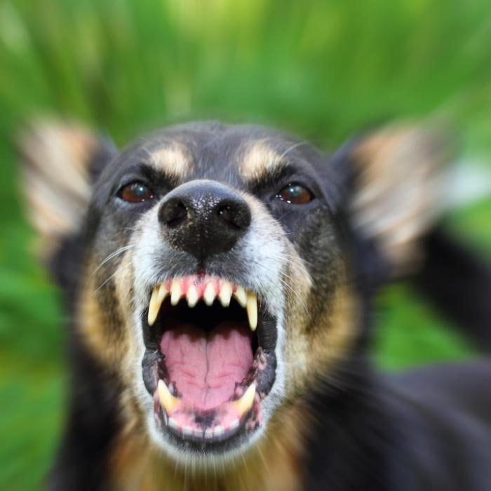Mann (55) von deutschem Schäferhund zerfleischt