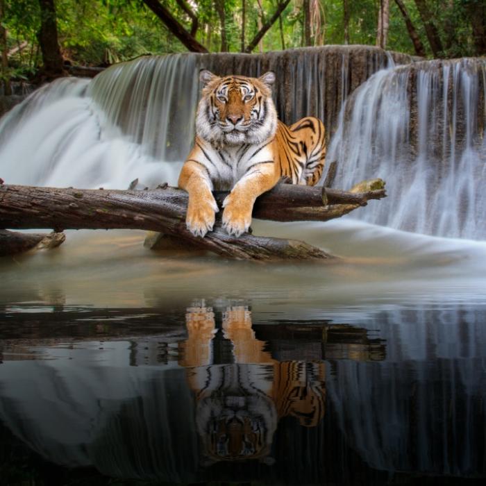 Neubeginn oder Tradition? DAS prophezeit das Jahr des Wasser-Tigers