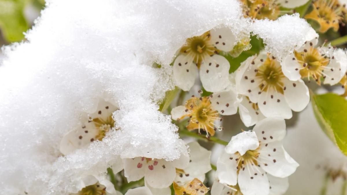 Schlagen die Eisheiligen in diesem Jahr fr&uuml;her zu? (Foto)