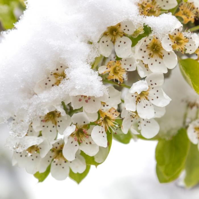 Verfrühte Eisheilige? Meteorologen warnen vor der nächsten Polarluft-Attacke