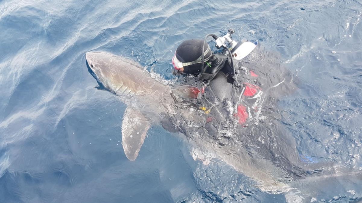 Wegen Troph&auml;enjagd und Beifang gef&auml;hrdet: Junger wei&szlig;er Hai mit Taucher (Foto)