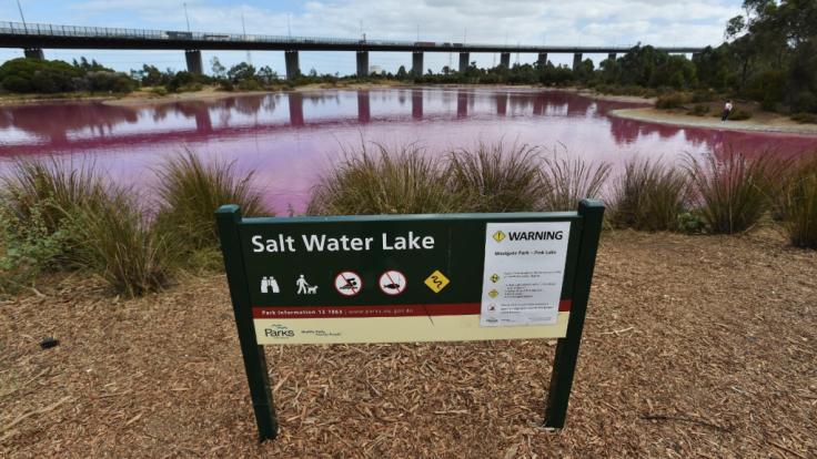 Der See im Westgate Park erstrahlt im knalligen Pink.