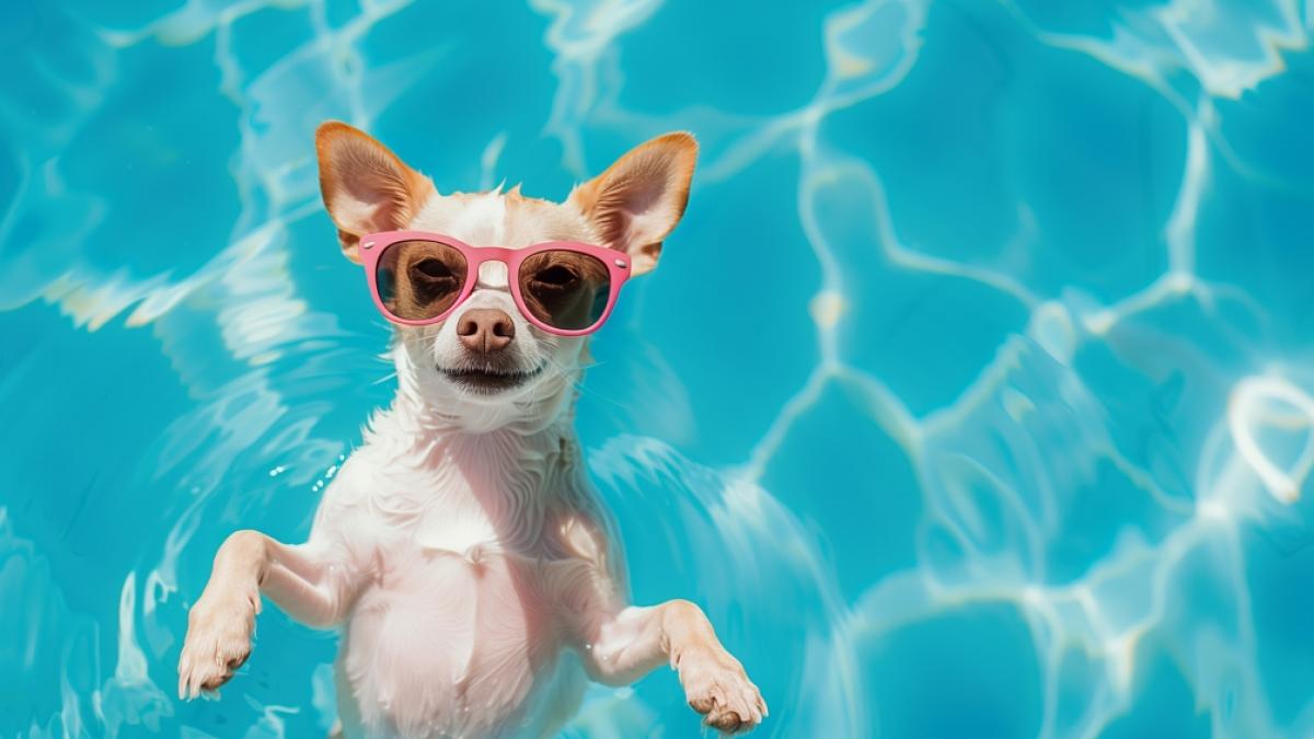 Die Hundstage sollen sich in diesem Jahr angeblich versp&auml;ten. (Foto)