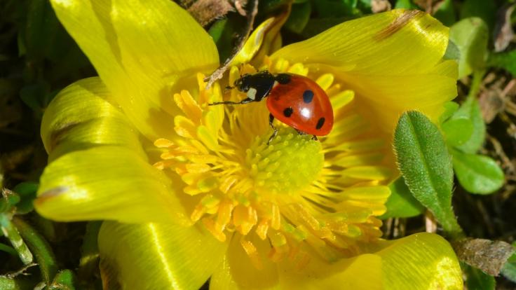 Ersten Wetterprognosen zufolge könnte sich der Frühling im März und April von seiner freundlichen Seite zeigen.