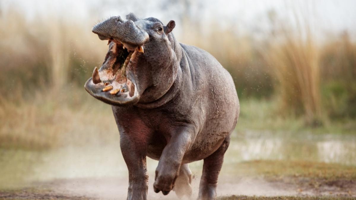 Ein aggressives Nilpferd hat in S&uuml;dafrika einen Ranger (31) get&ouml;tet. (Symbolfoto) (Foto)
