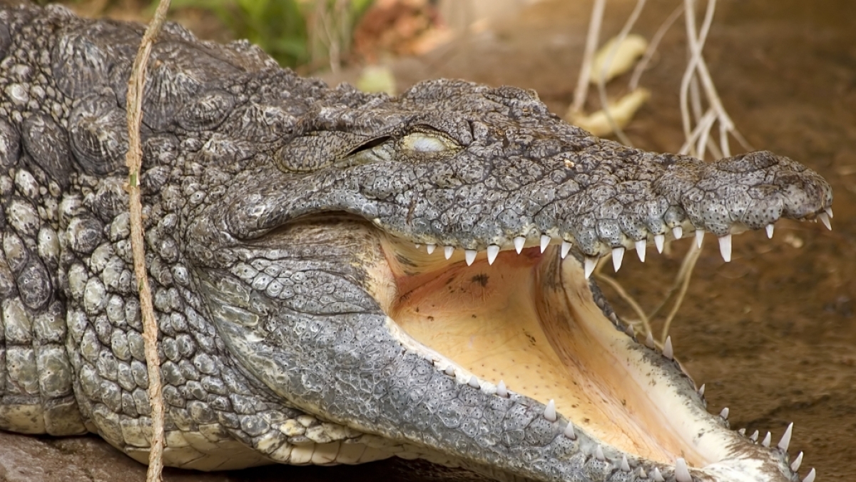 Ein Krokodil hat zwei M&auml;nner beim Schwimmen attackiert. (Foto)