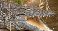 Ein Krokodil hat zwei Männer beim Schwimmen attackiert.