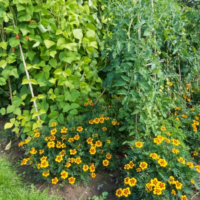 Tomaten lieben Basilikum, hassen Kartoffeln - so funktioniert Mischkultur im Garten