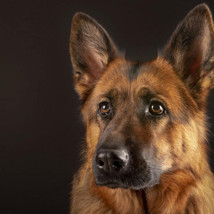 Mann erschlägt Hund mit Hammer - die Begründung macht sprachlos