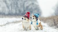 Wie kalt wird es im Dezember 2021?
