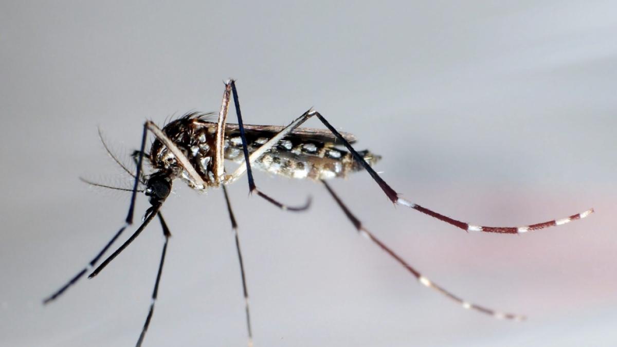 Das Dengue-Fieber wird durch Aedes-M&uuml;cken &uuml;bertragen. (Foto)
