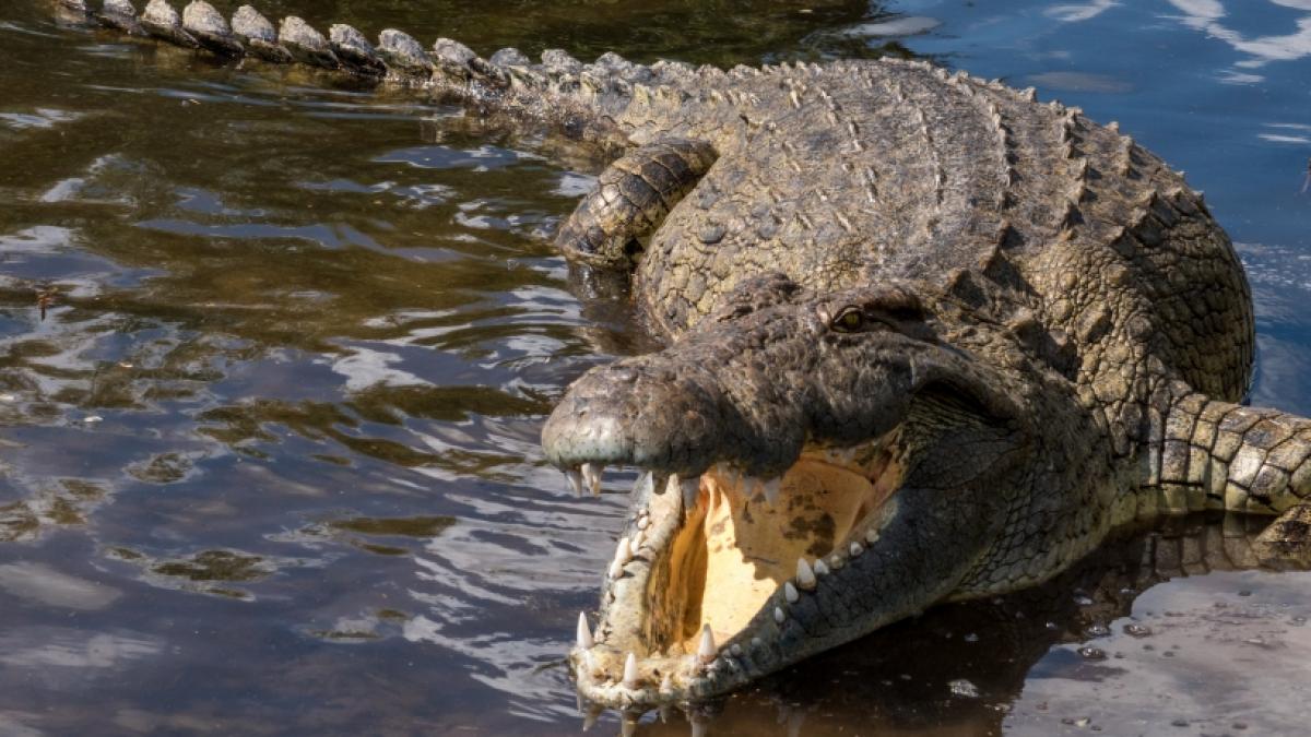 Ein Krokodil hat einen Betrunkenen angegriffen. (Foto)