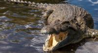 Ein Krokodil hat einen Betrunkenen angegriffen.